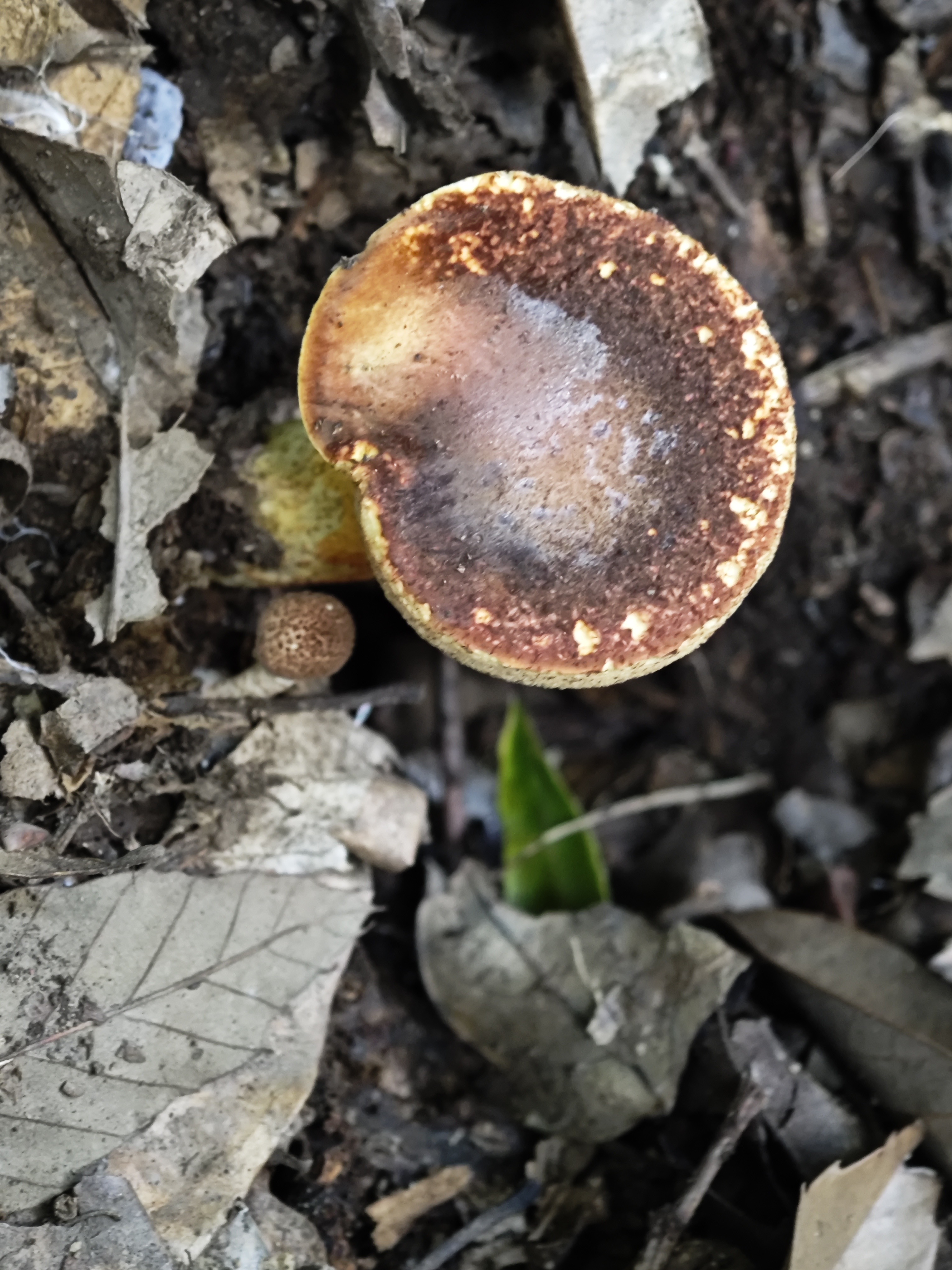 橙红粉孢牛肝菌