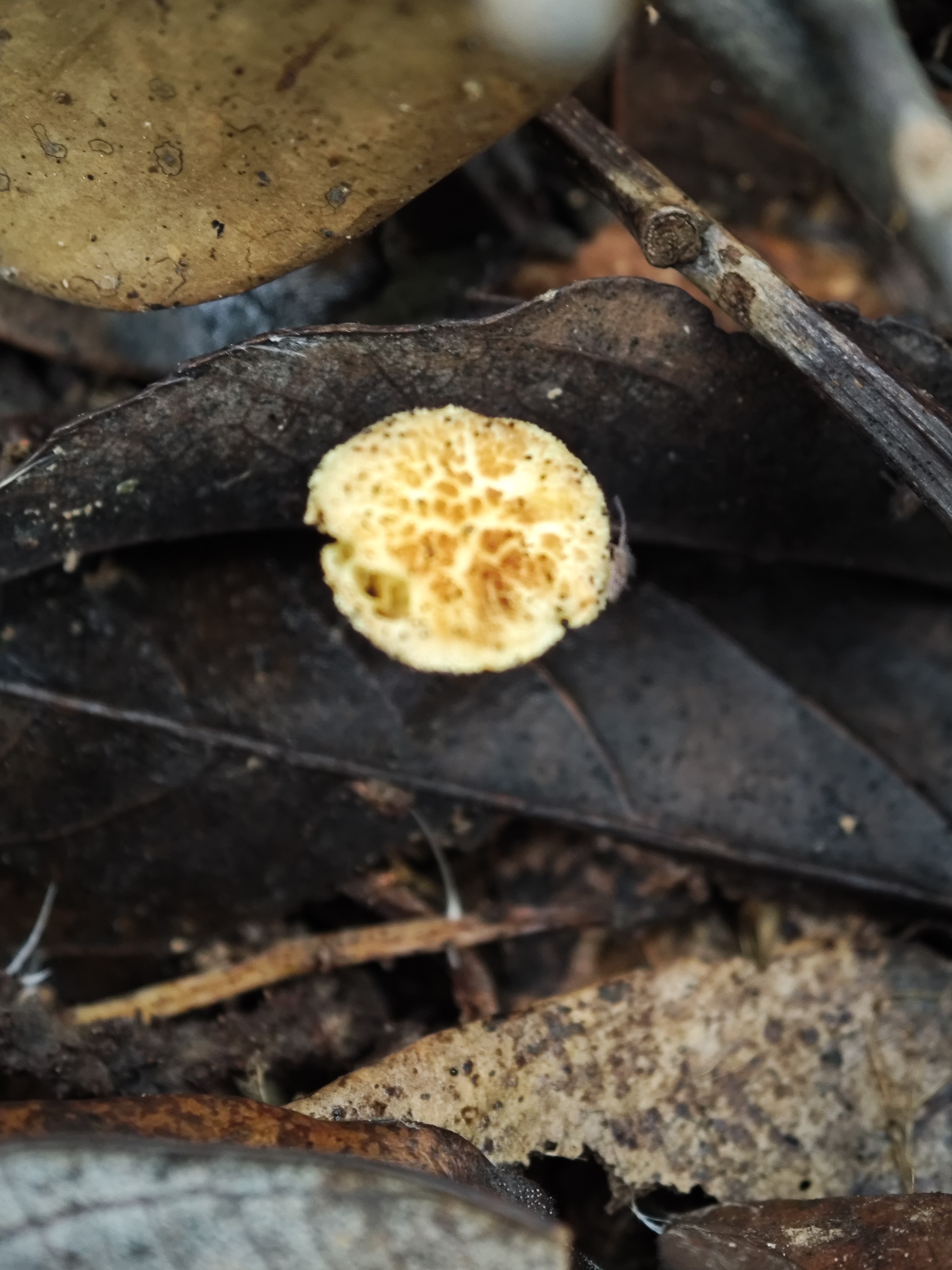 小金牛肝菌