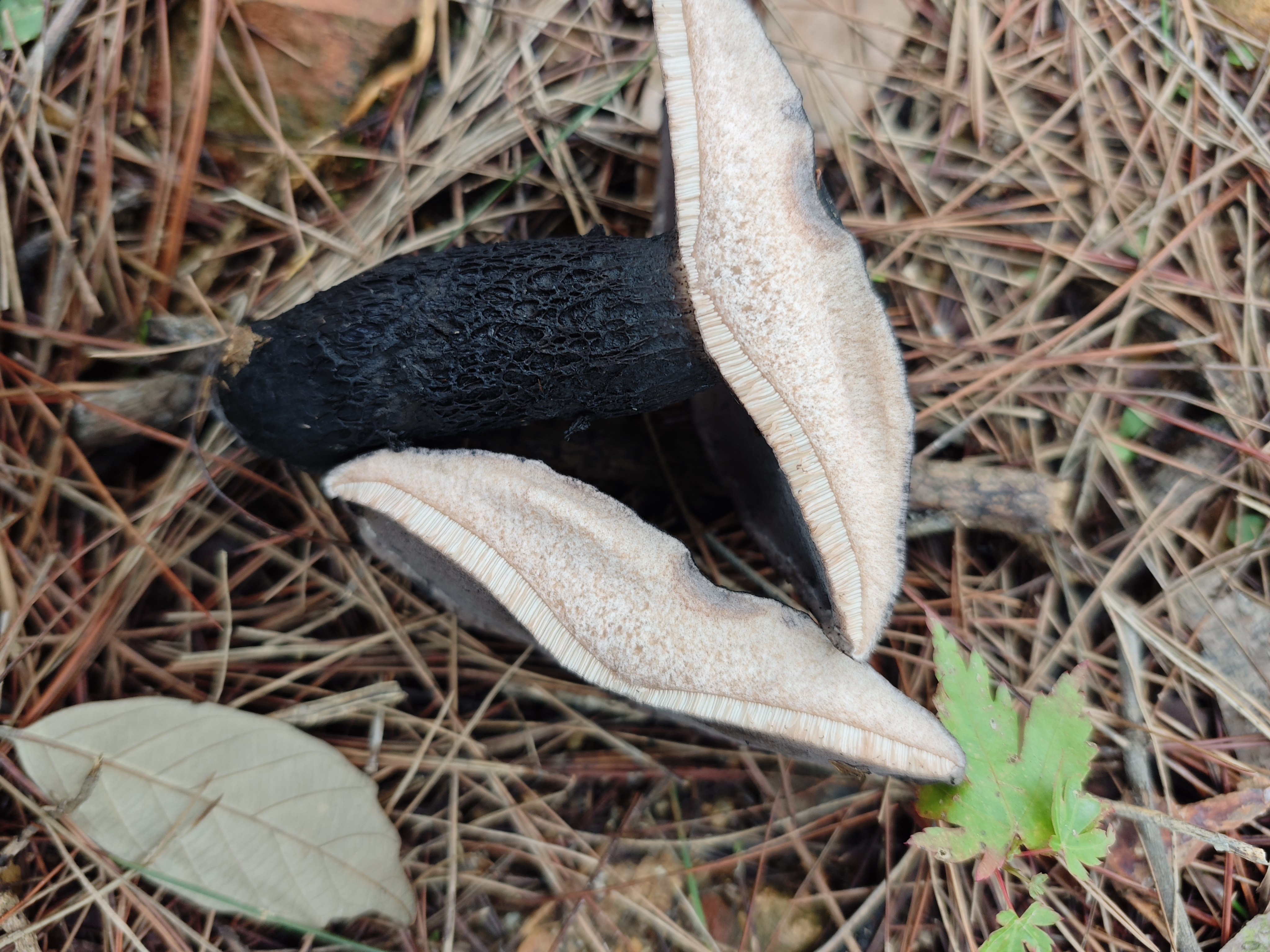黑紫变黑牛肝菌
