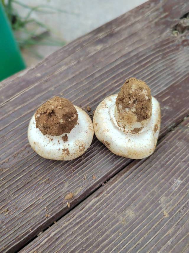 大肥蘑菇
