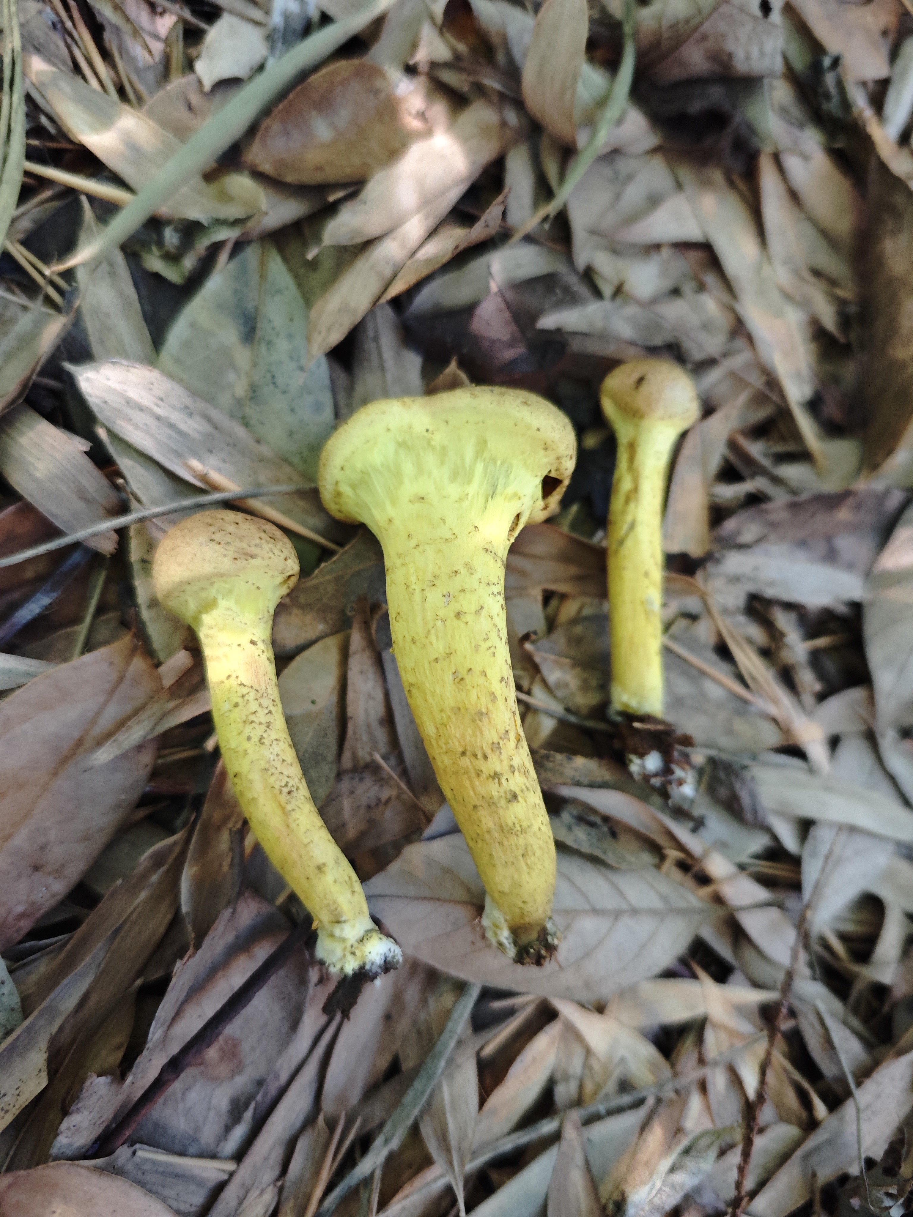 亚红粉末牛肝菌（暂定）