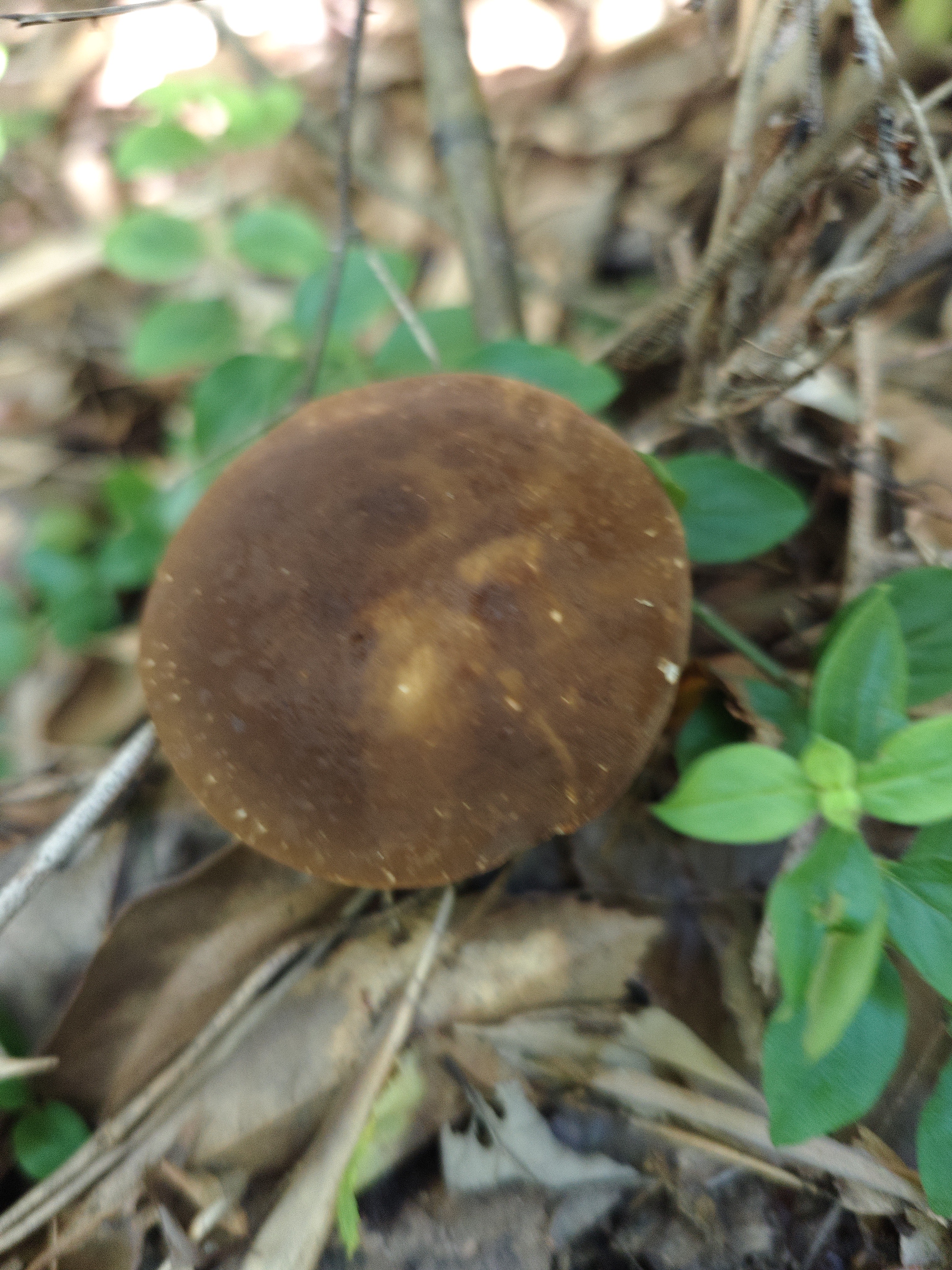 中华金孢牛肝菌