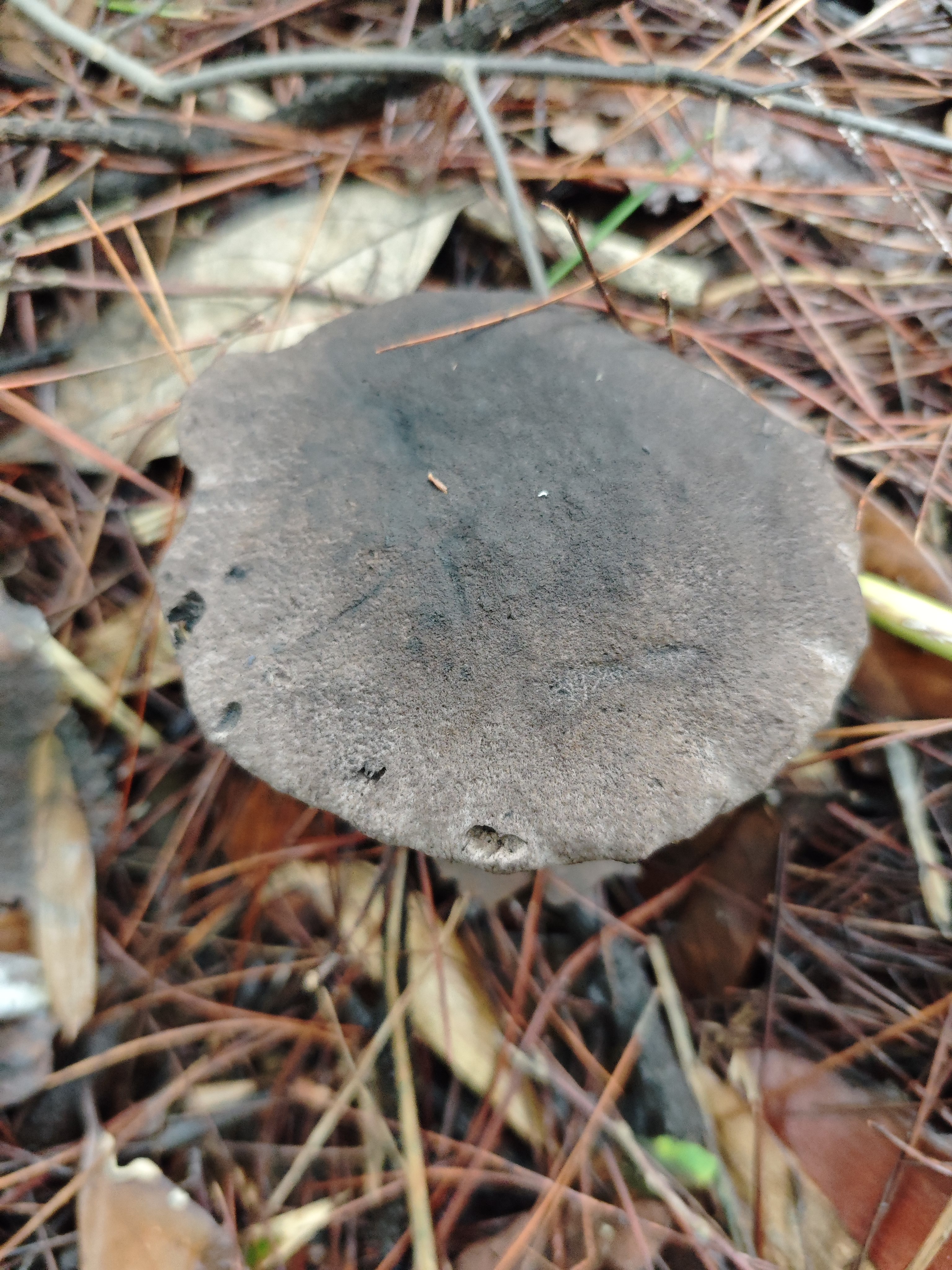 黑紫变黑牛肝菌