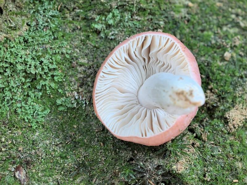 红菇属红菇亚属一种