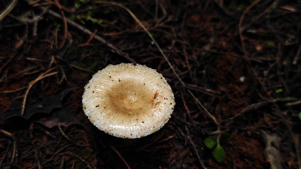 蜡味红菇