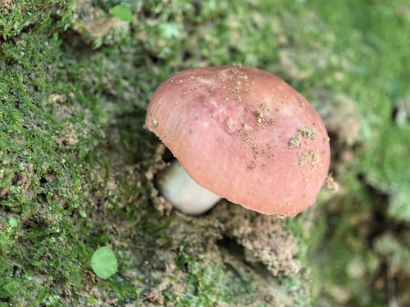 红菇属红菇亚属一种