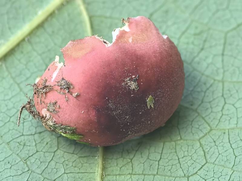红菇属红菇亚属一种