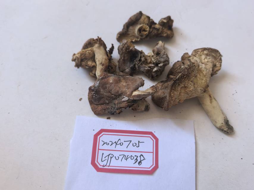 近桂黄红菇