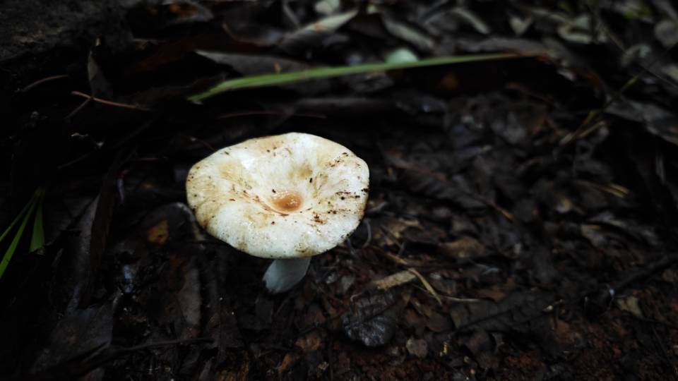 浅绿边红菇