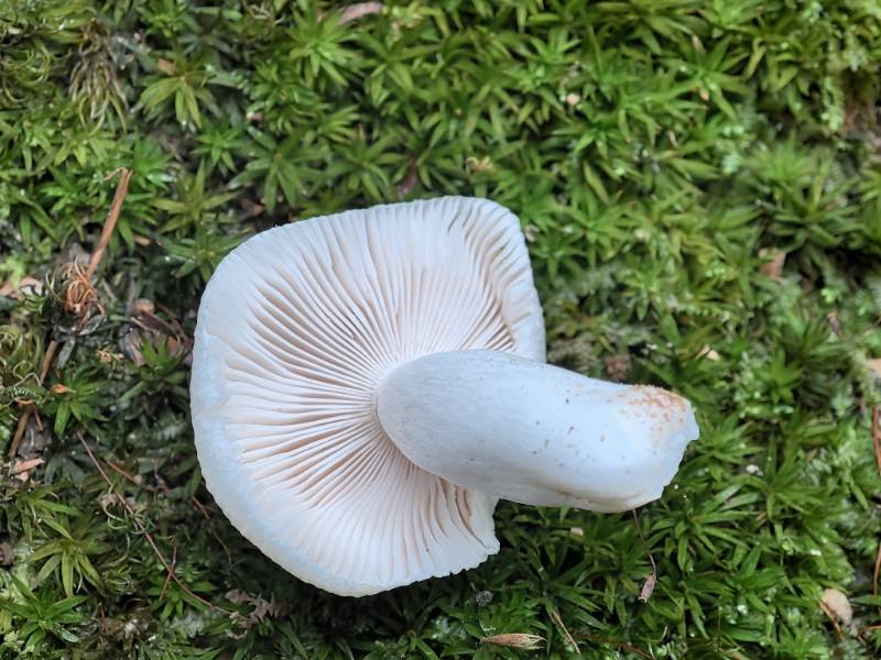 嫩白红菇