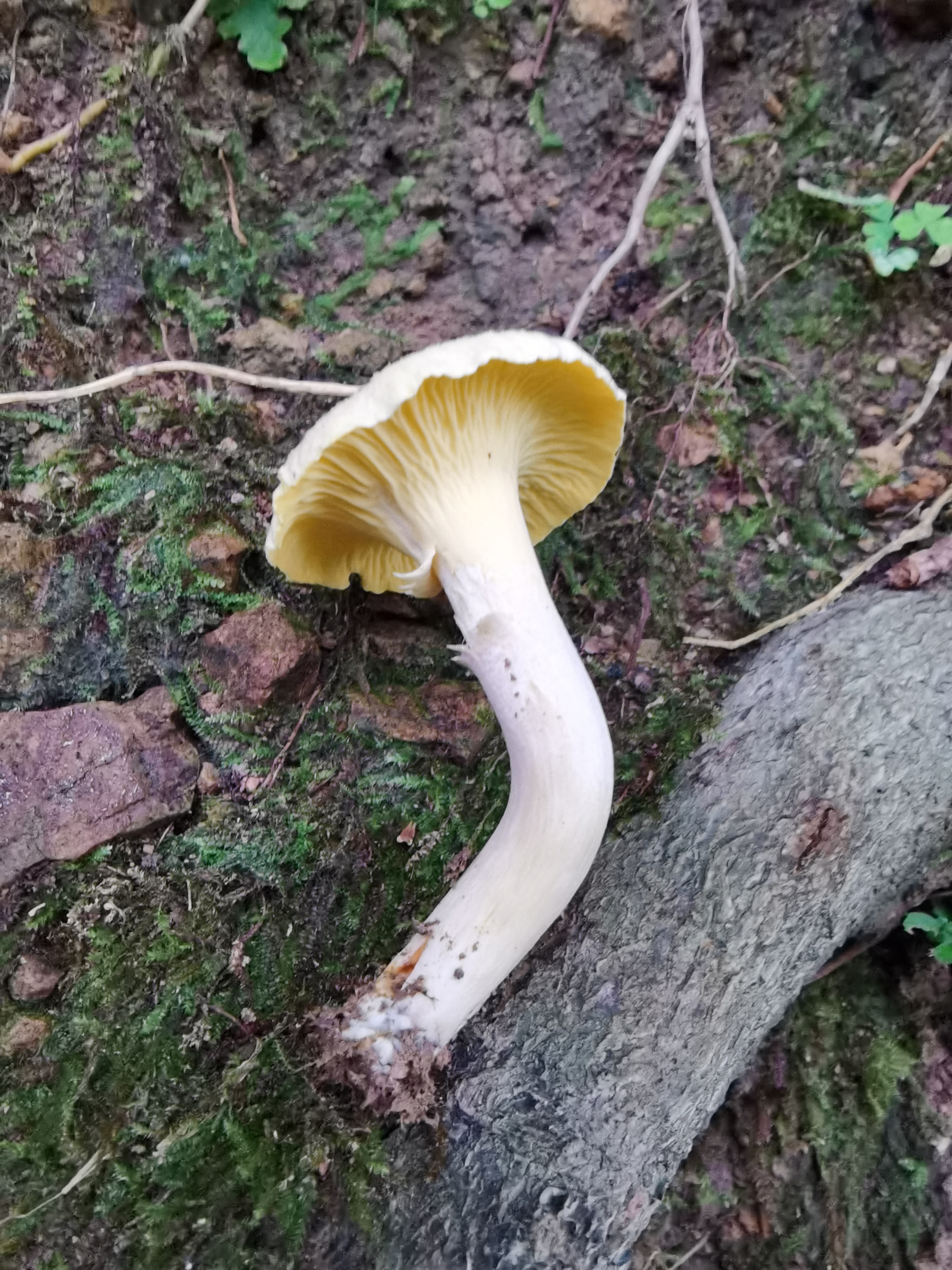 翘鳞鸡油菌