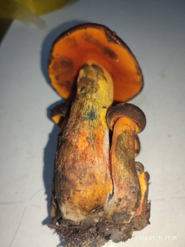 标本照片