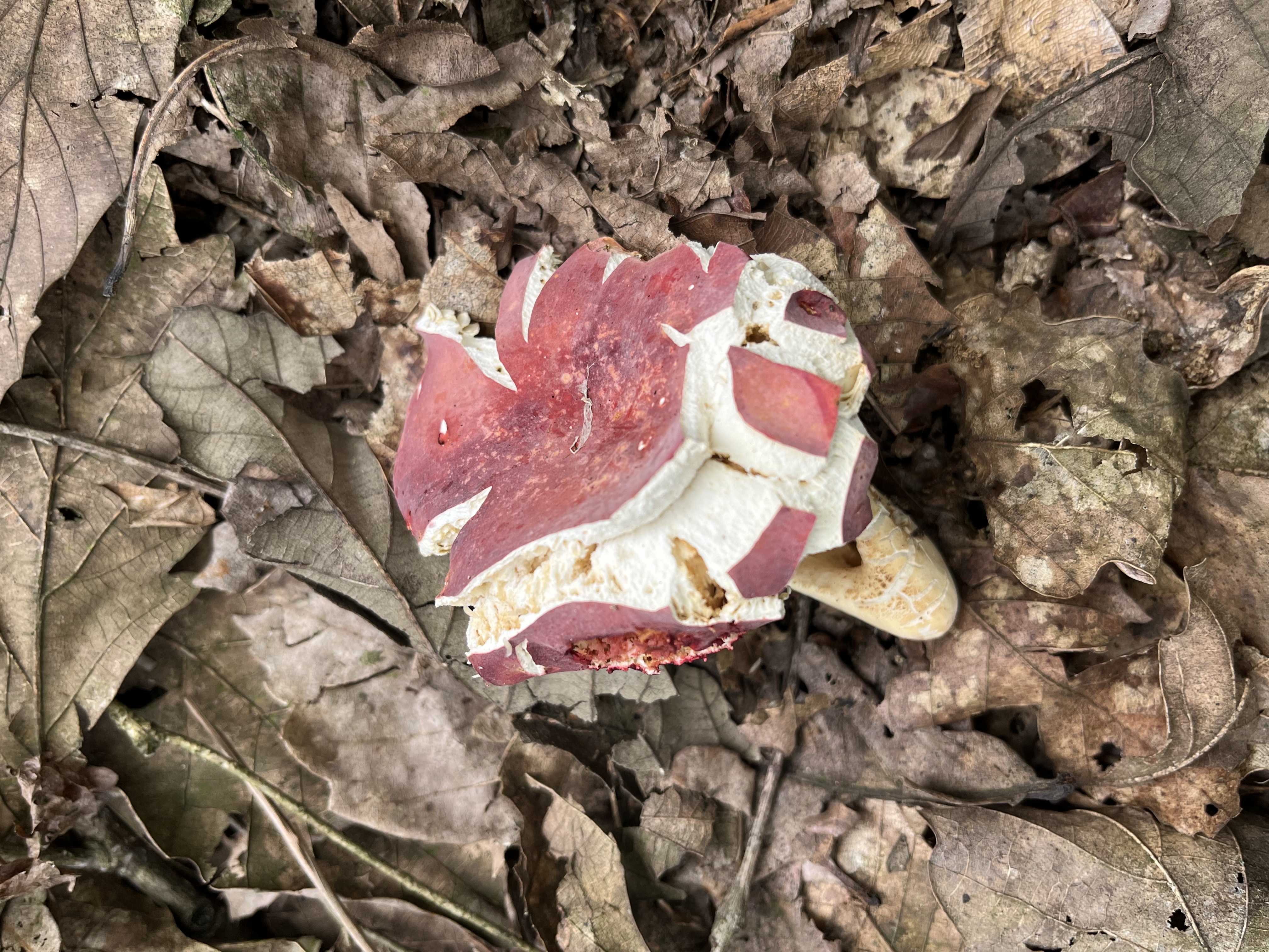 鳞盖红菇
