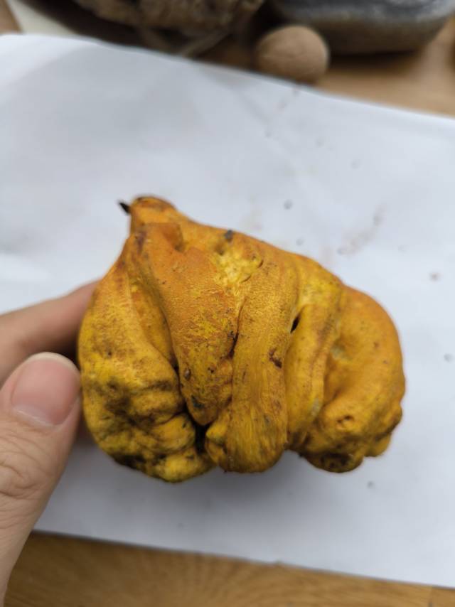 标本照片