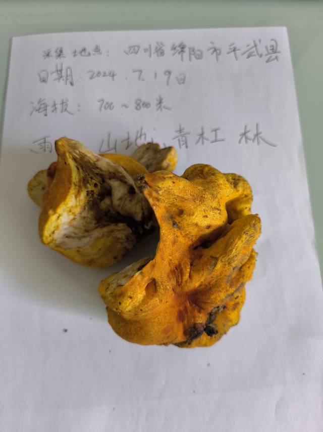 标本照片