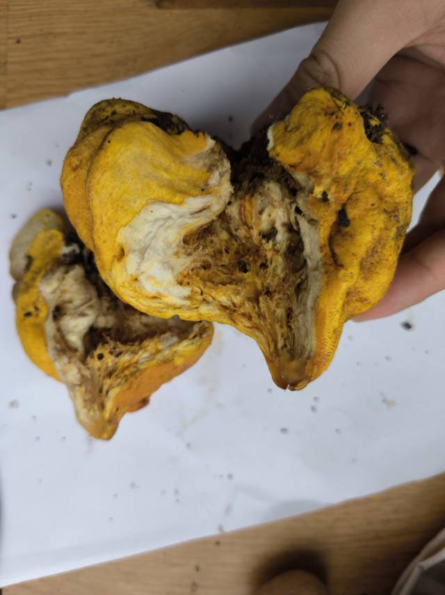 标本照片