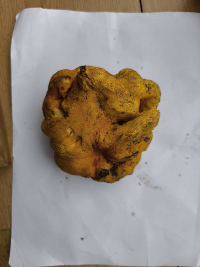 标本照片