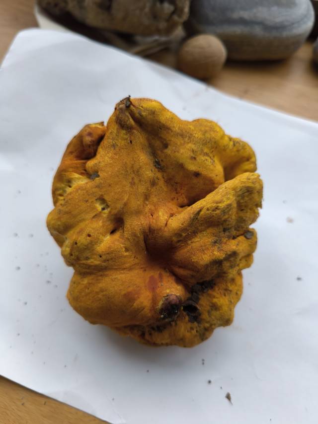 标本照片