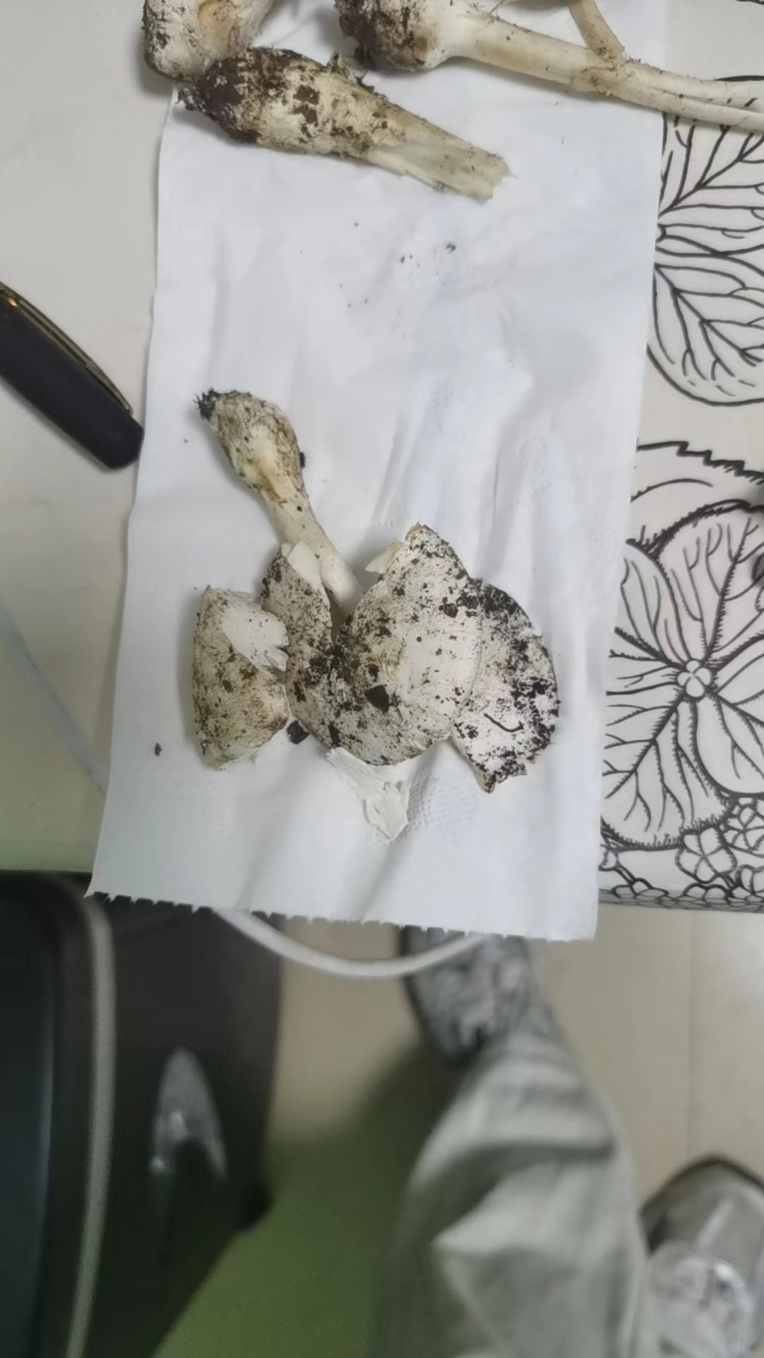 标本照片