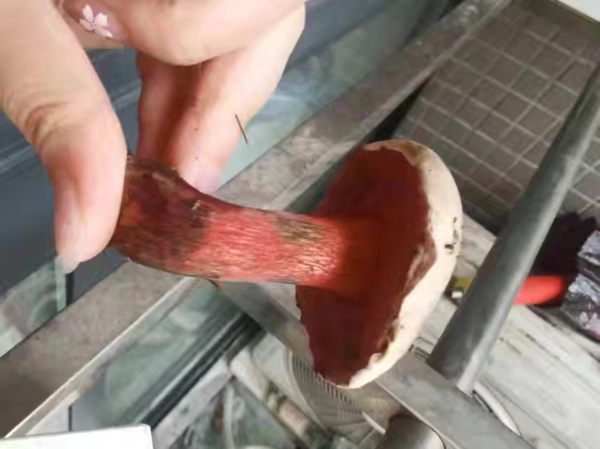 标本照片