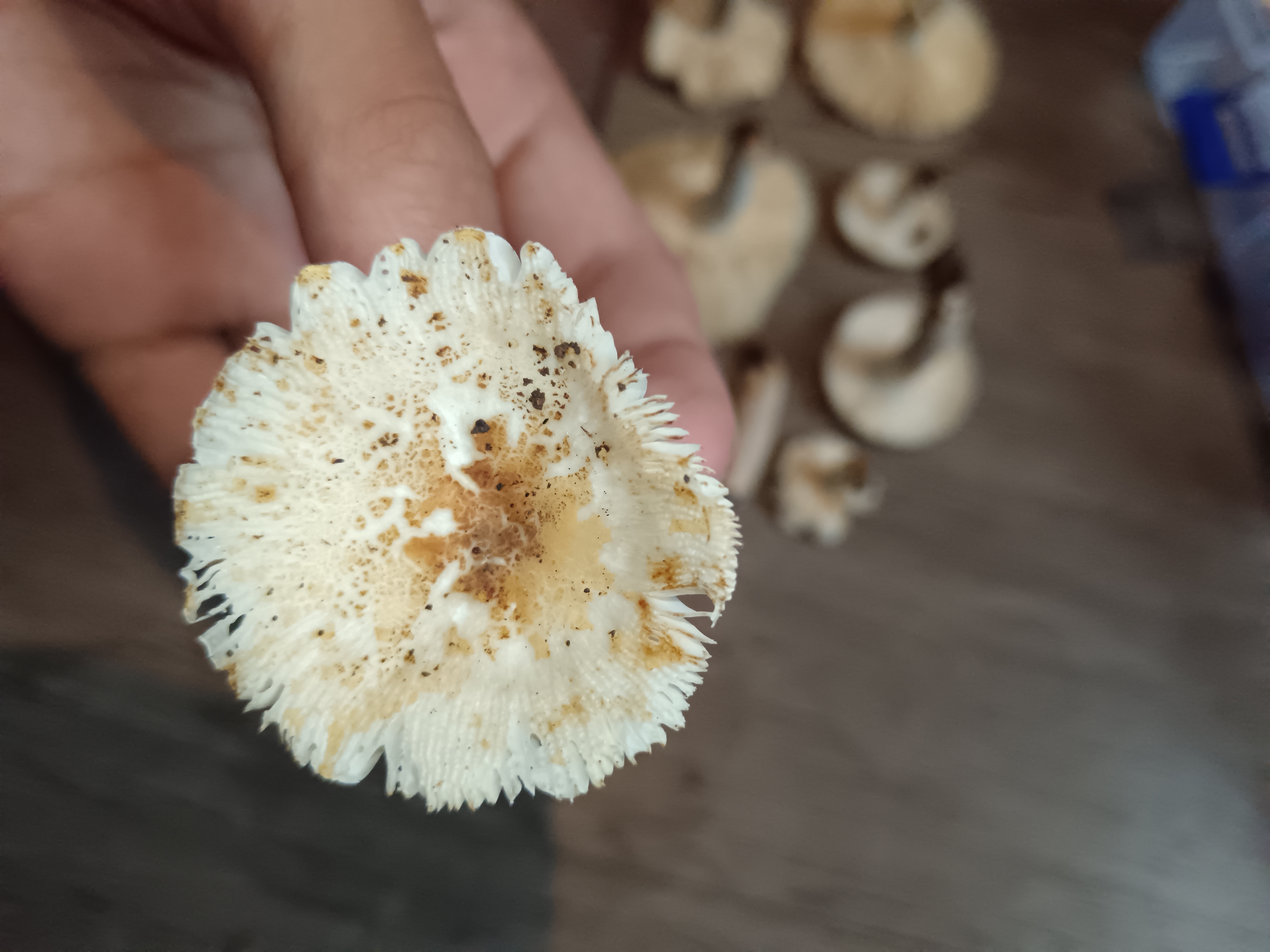 非凡红菇