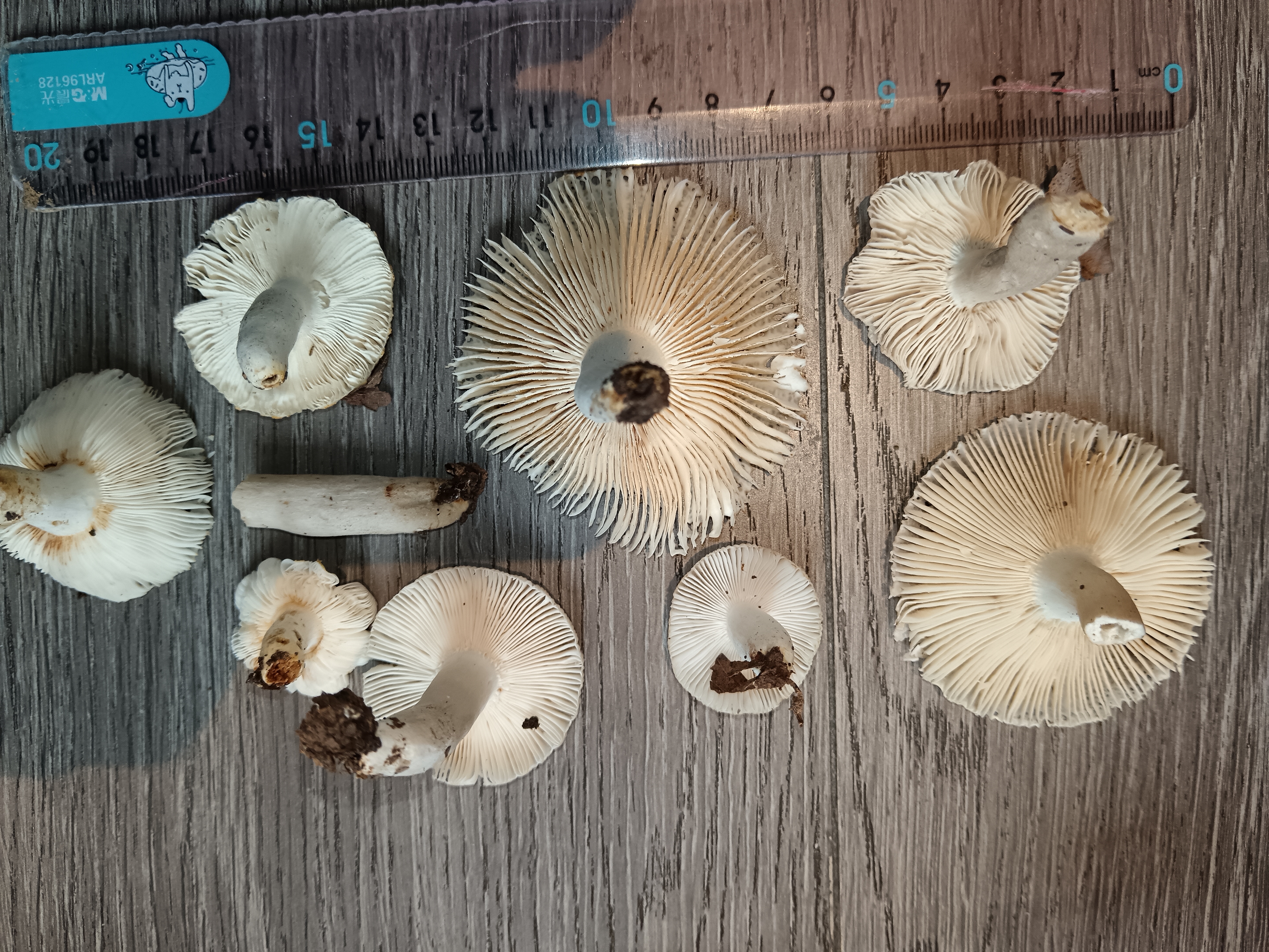 非凡红菇