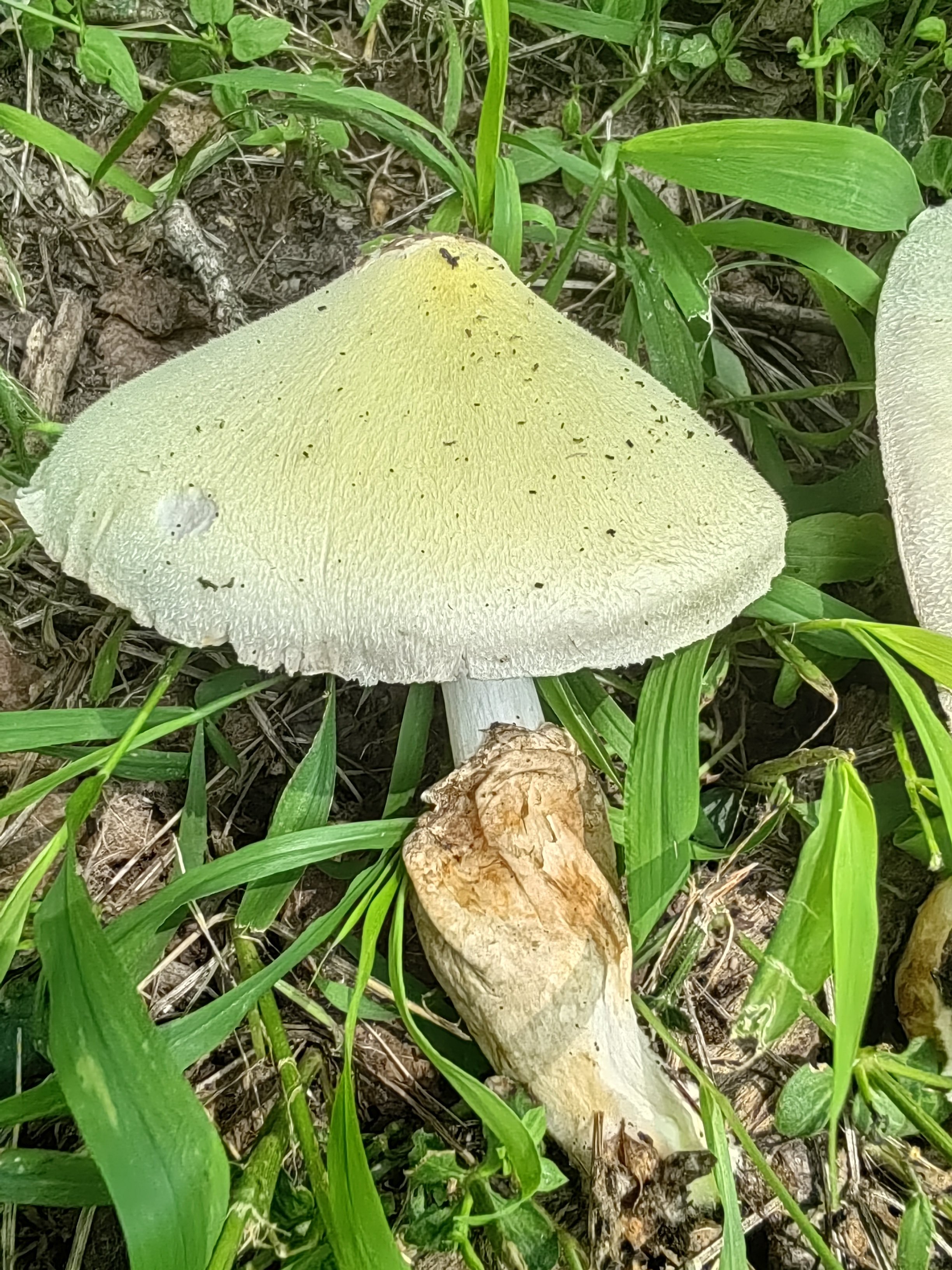 银丝小包脚菇（银丝草菇）