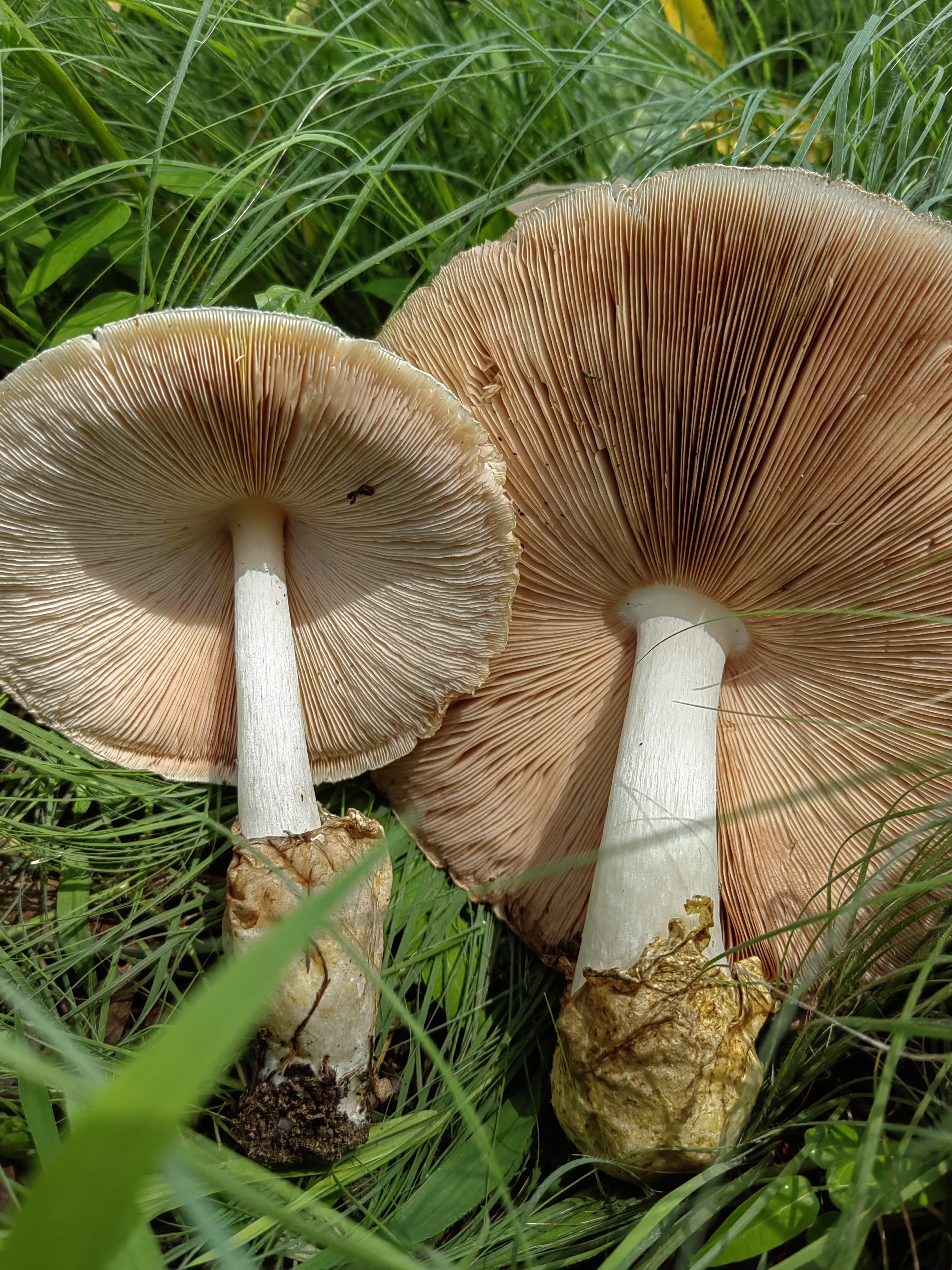 银丝小包脚菇（银丝草菇）