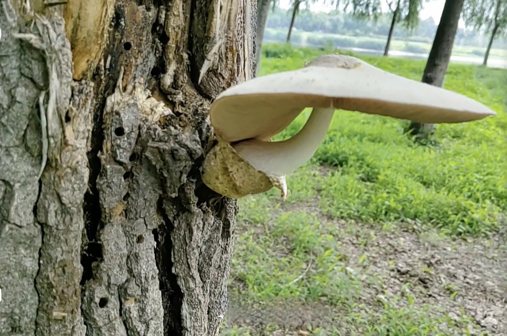 银丝小包脚菇（银丝草菇）