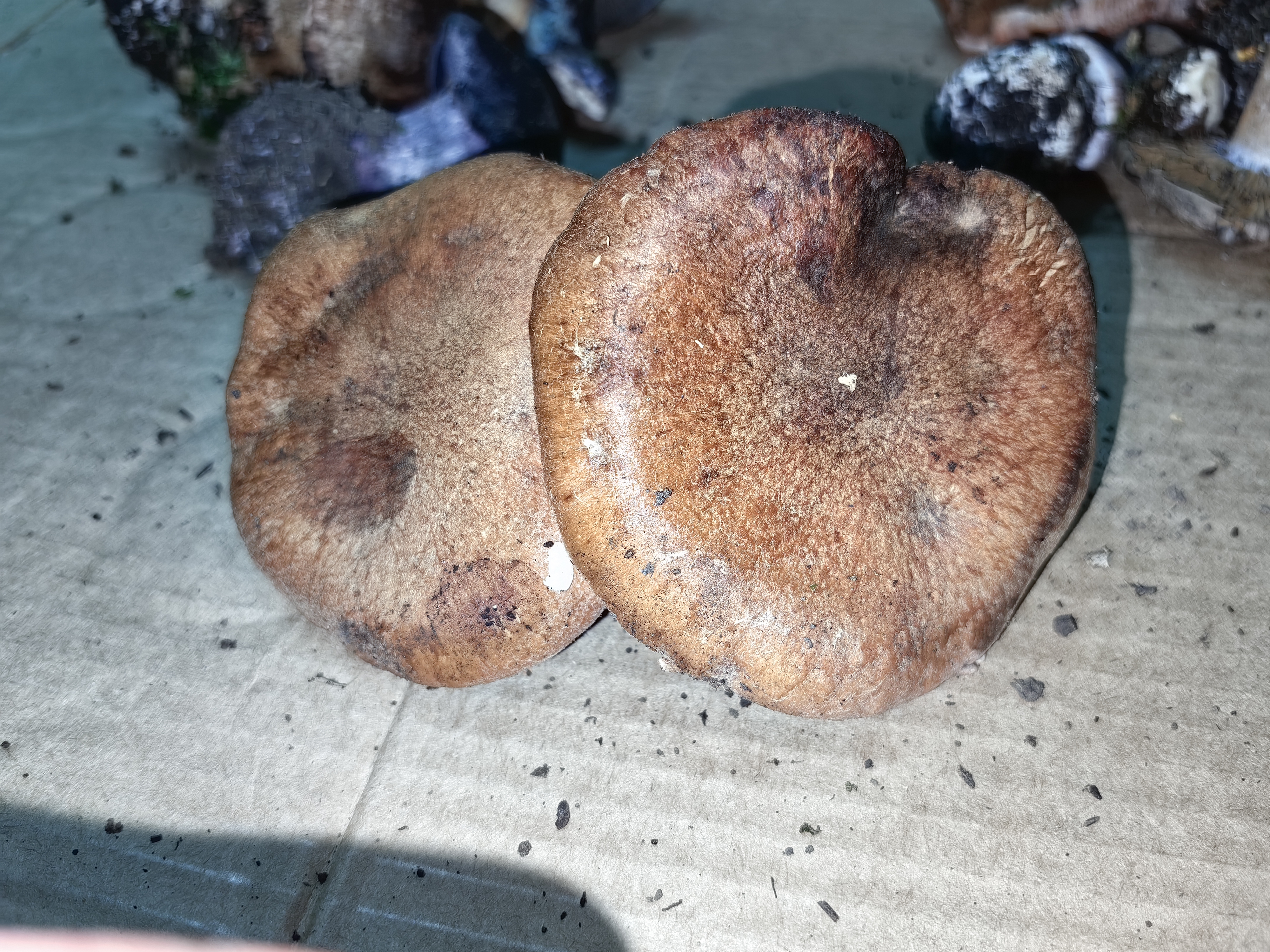 标本照片