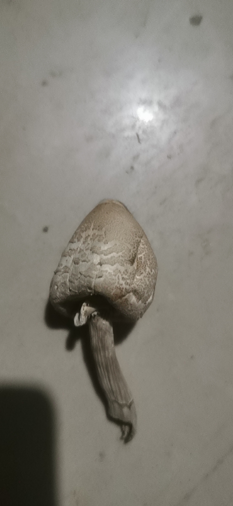标本照片