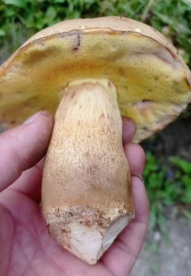 标本照片