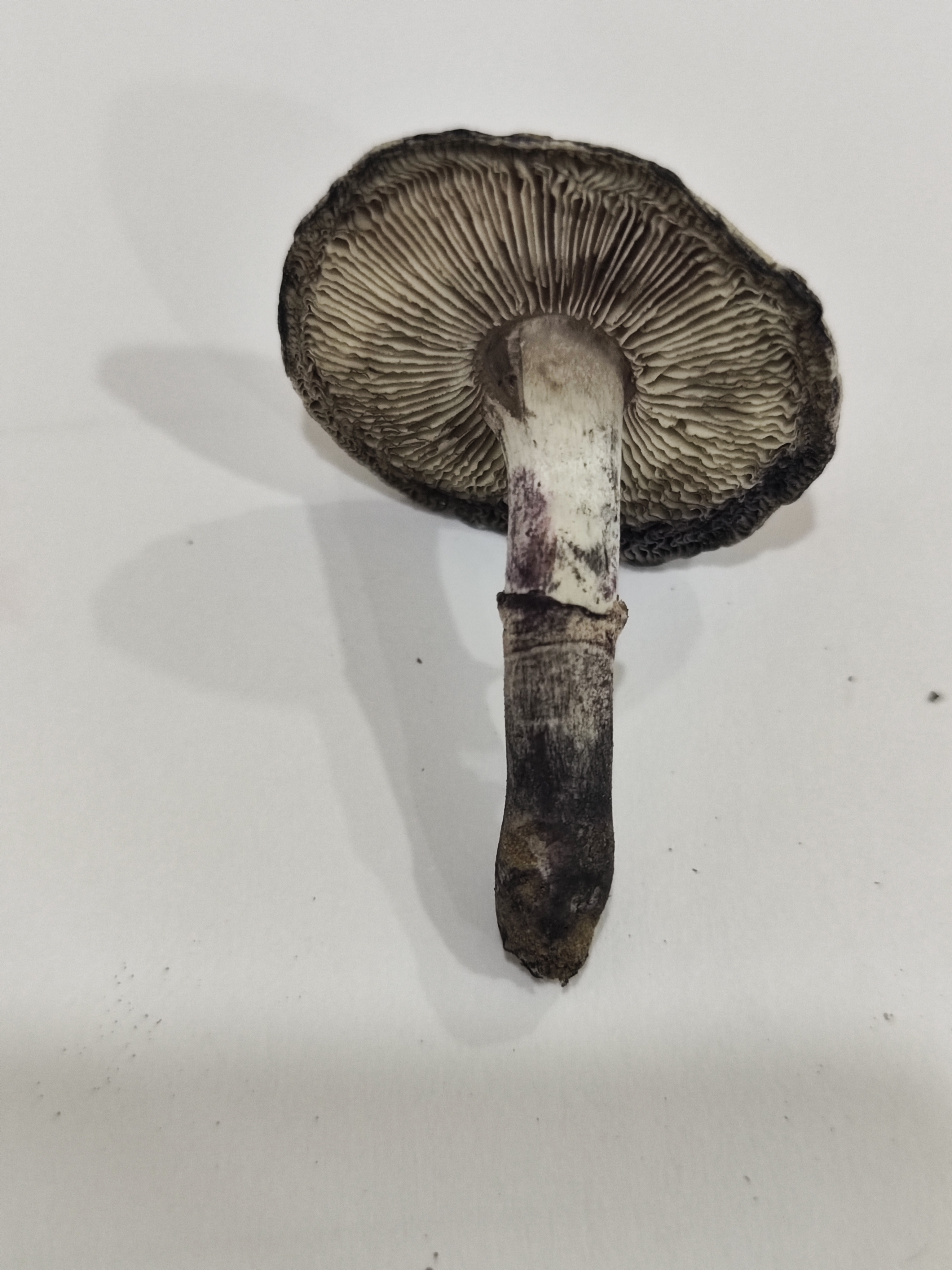 标本照片