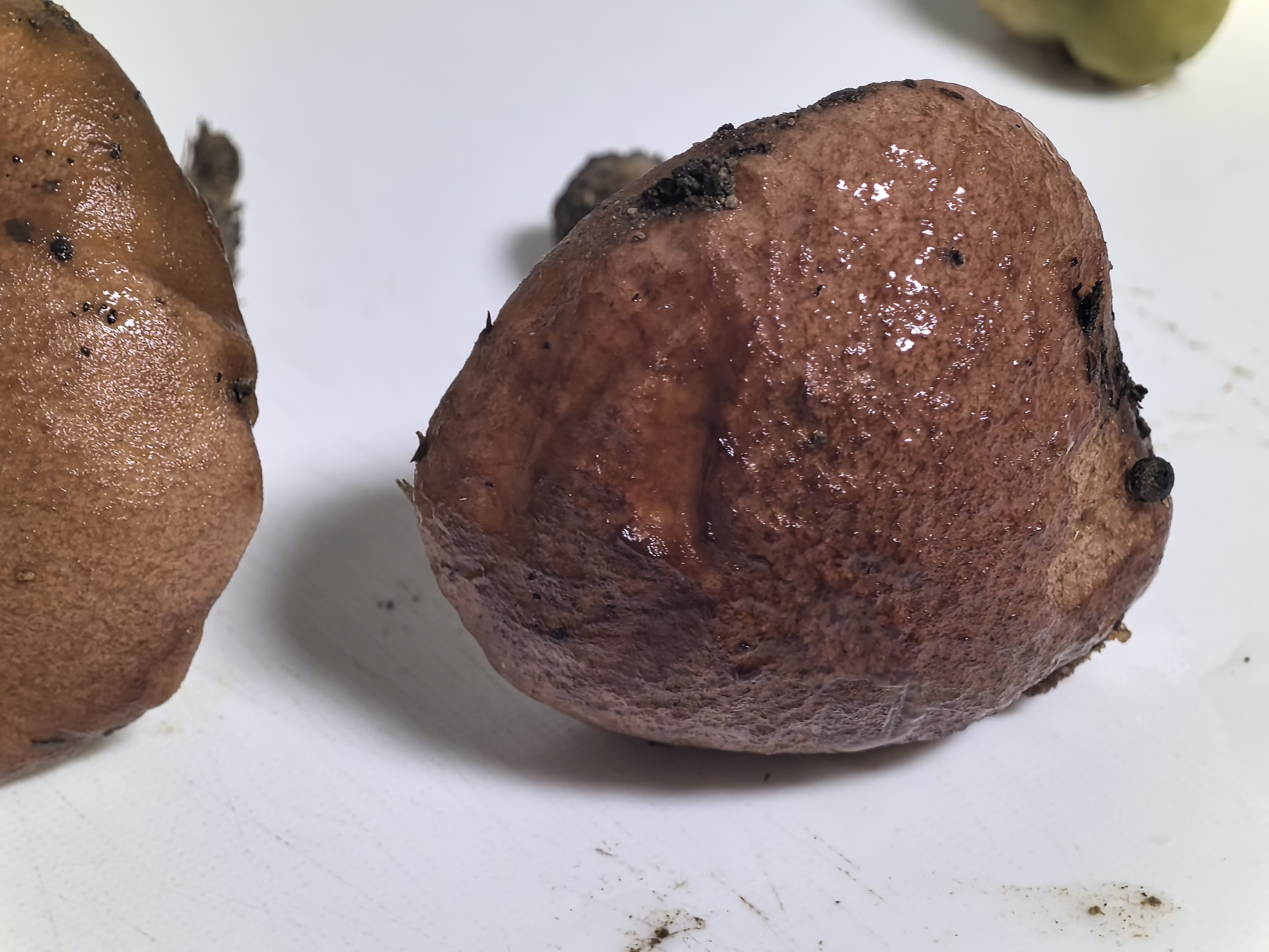 标本照片