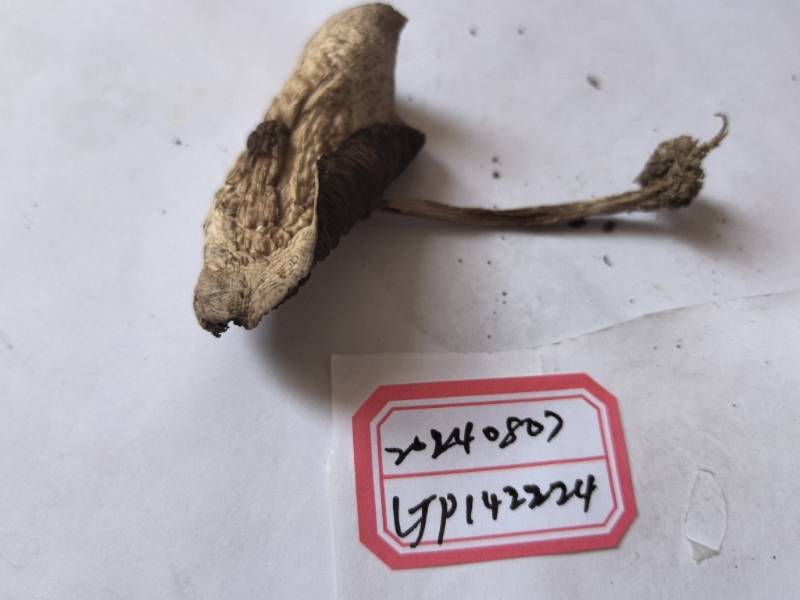 疑似新种