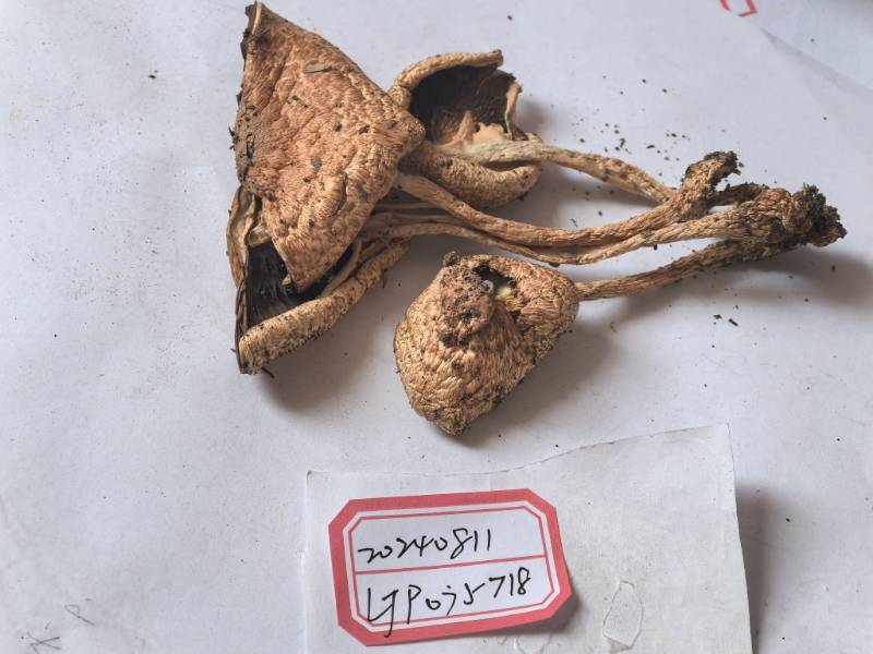 疑似新种