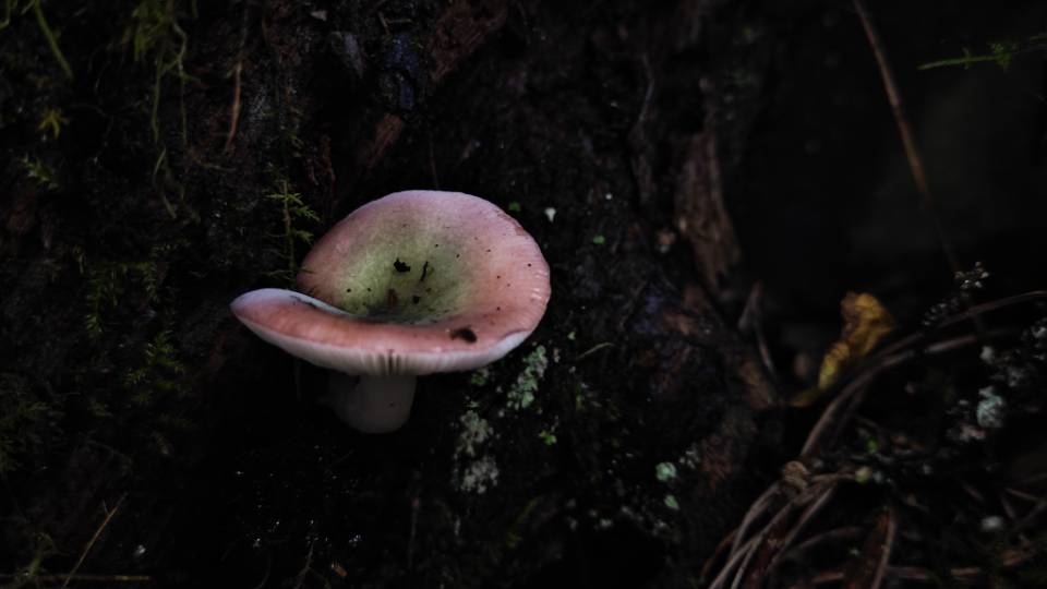 诱吐红菇