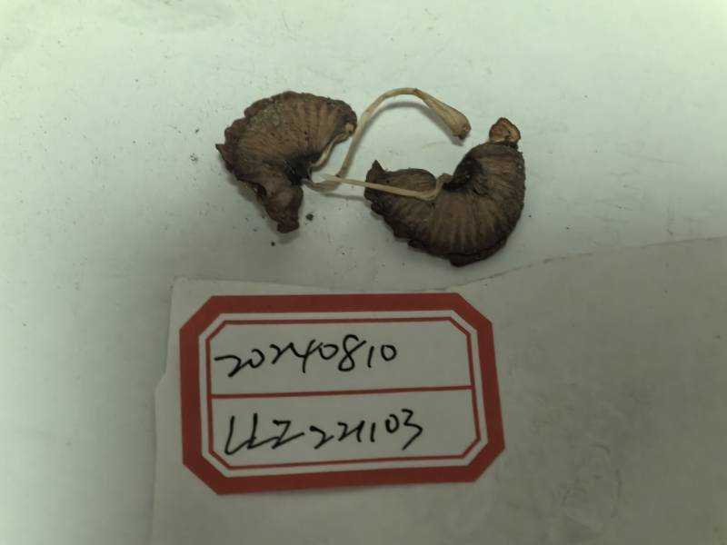 金褴伞属一种