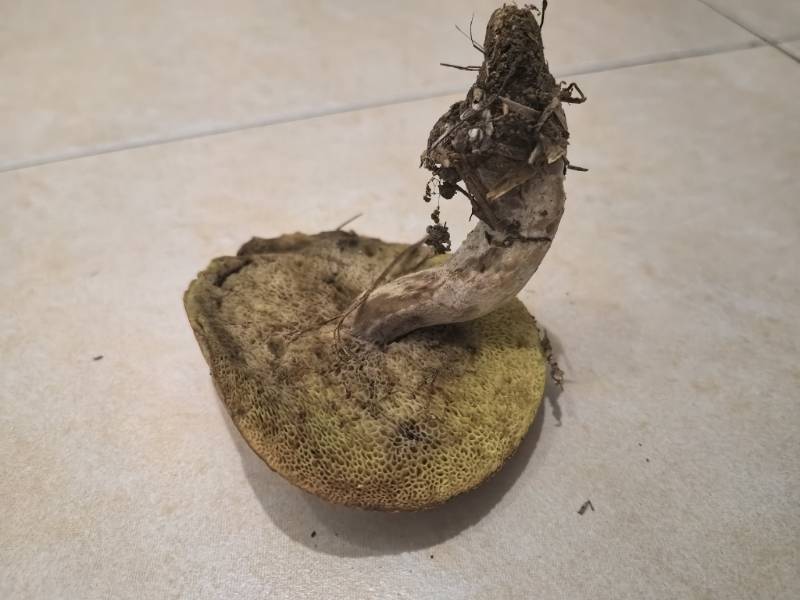 菌生菌菌丝不佳，不鉴定