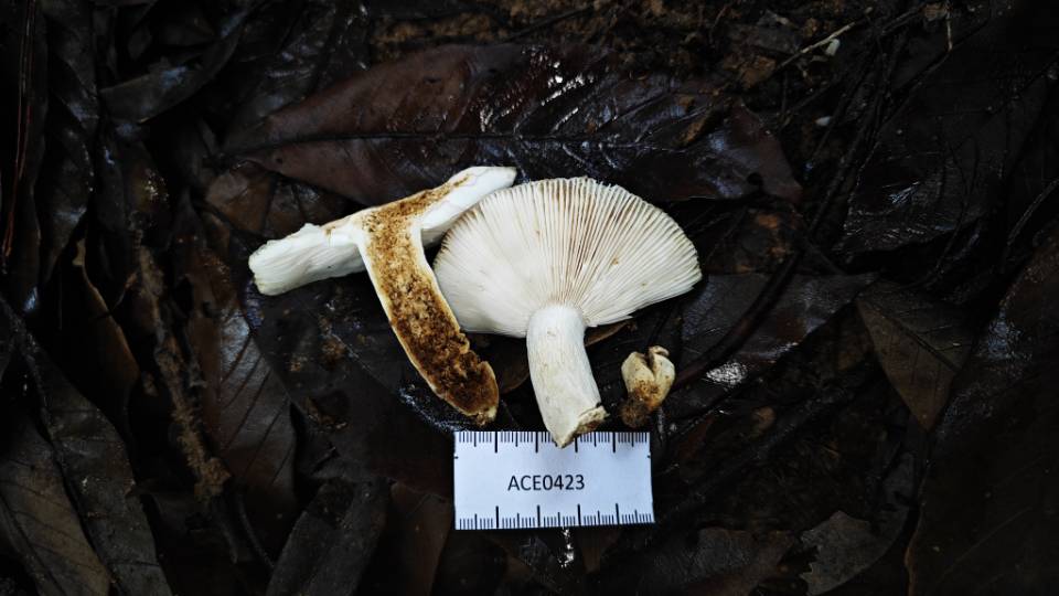 桂黄红菇