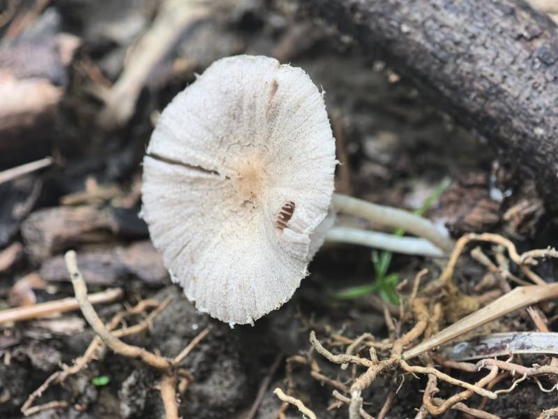 黄盖小脆柄菇