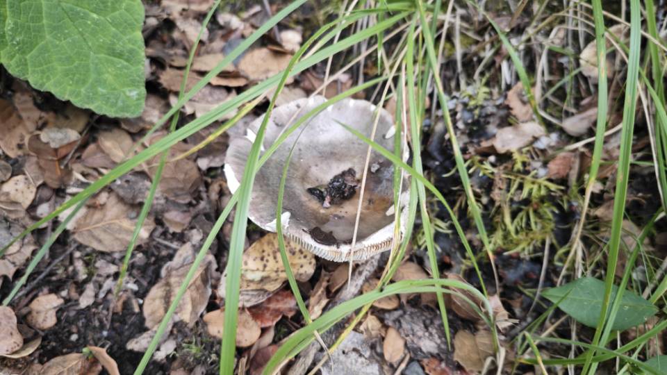 蓝黄红菇