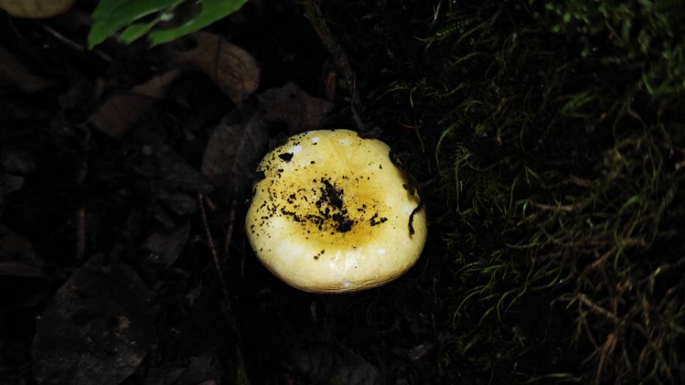 红菇属一种