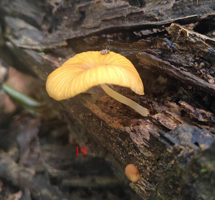 金褴伞属一种