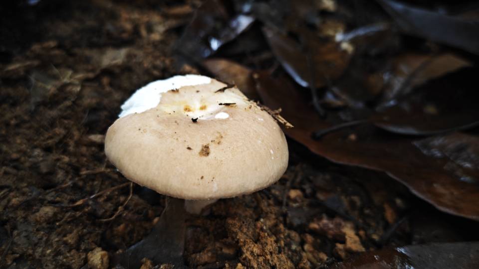 桂黄红菇