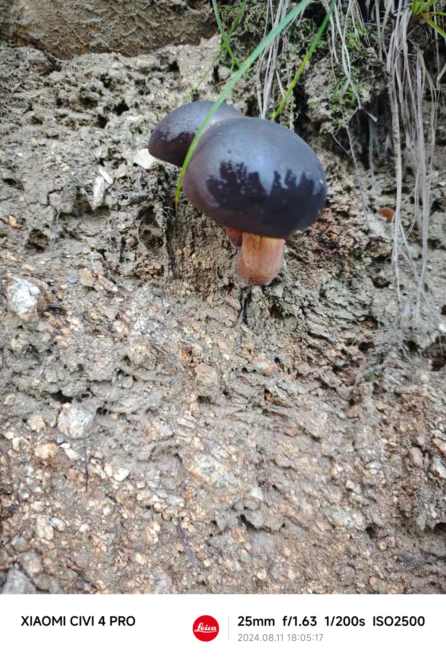 标本照片