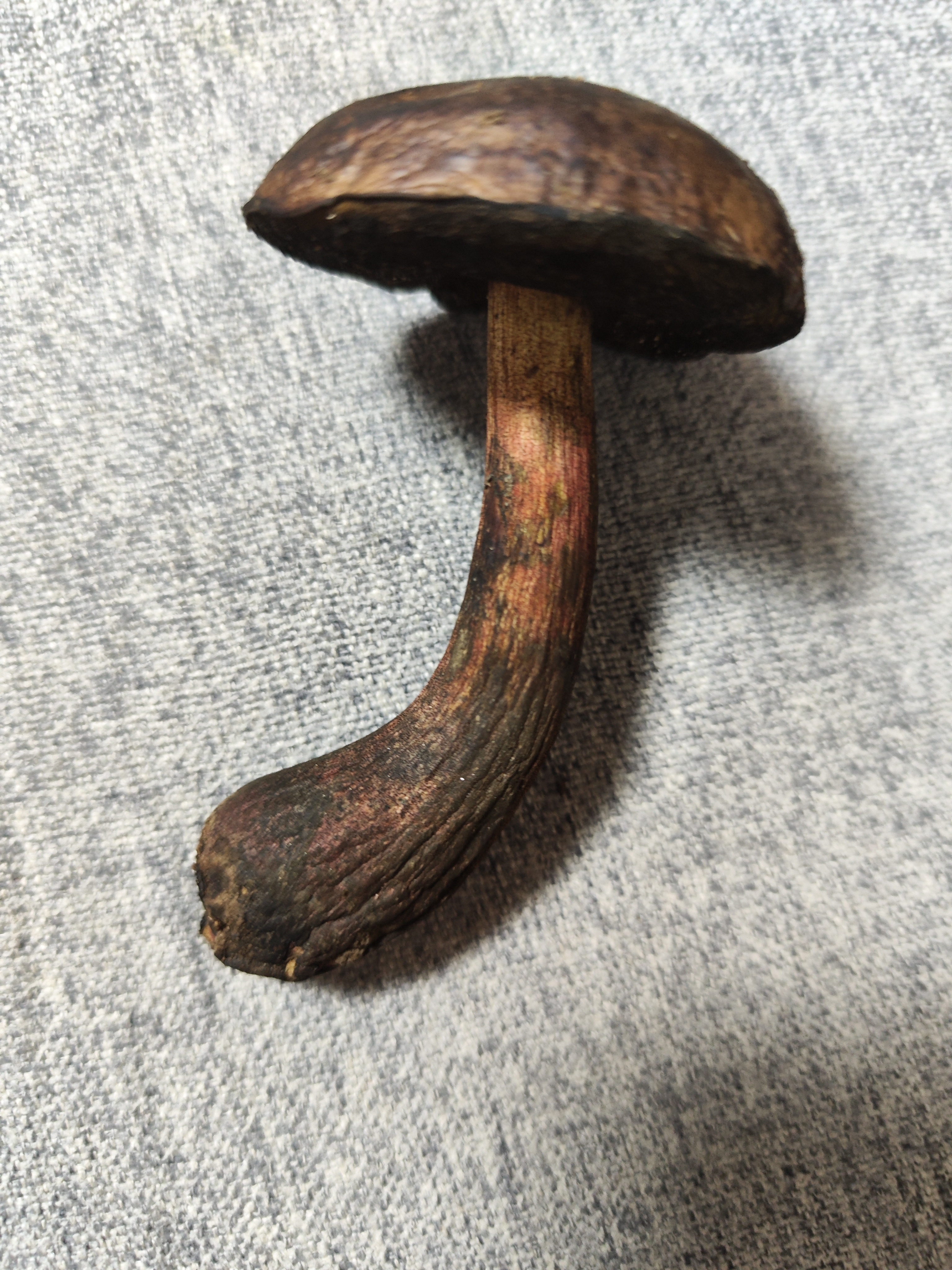 标本照片