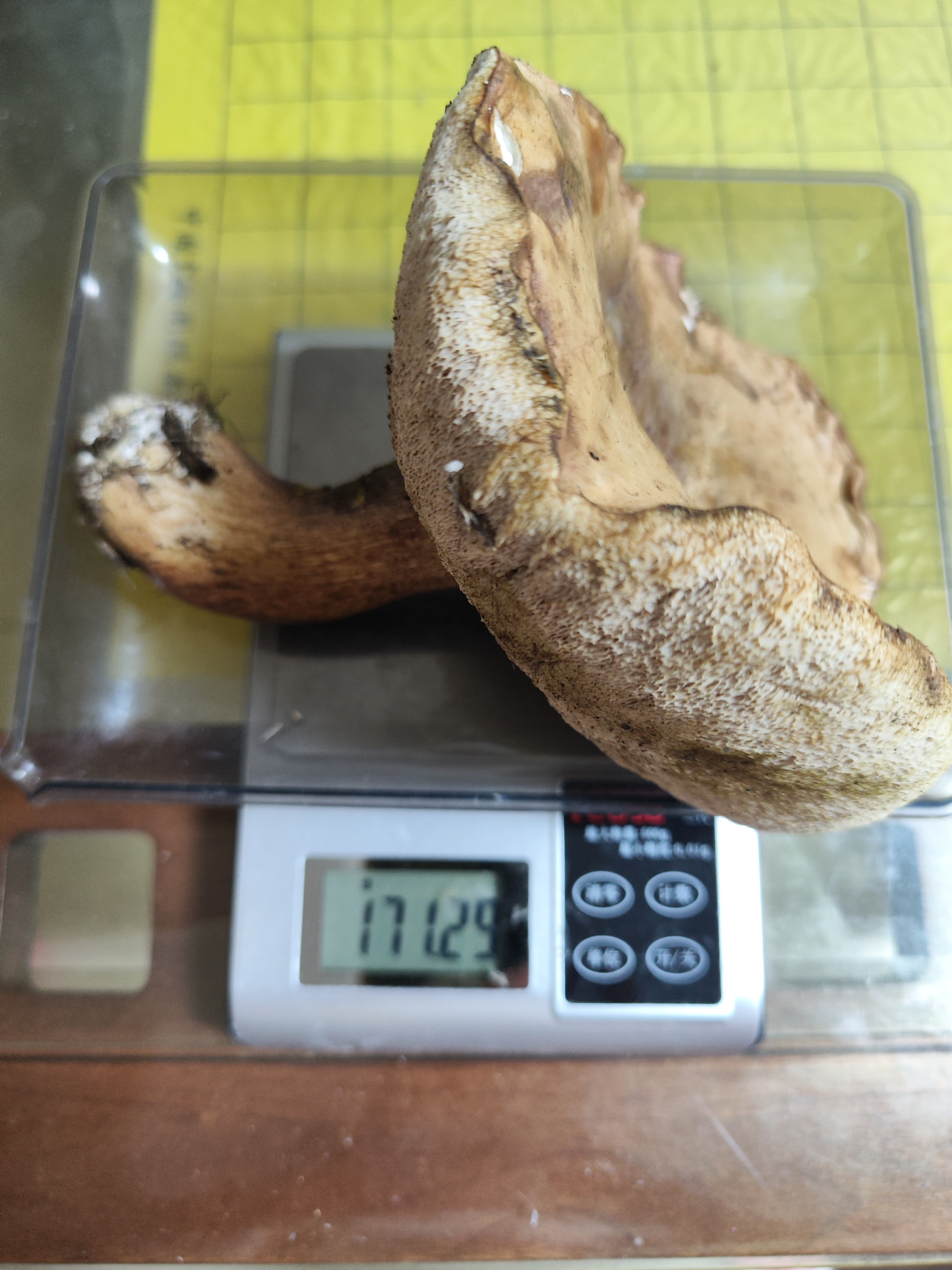 标本照片