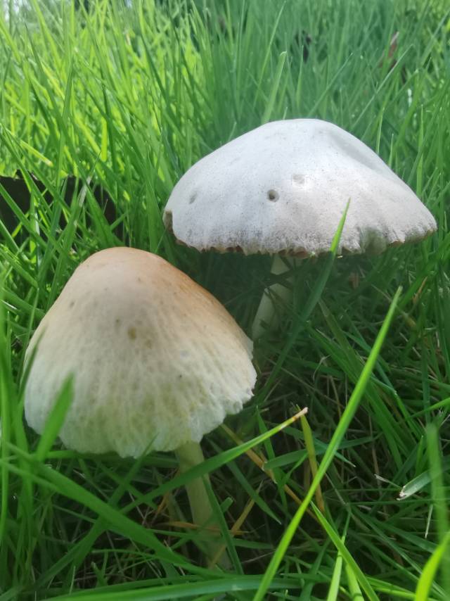 标本照片