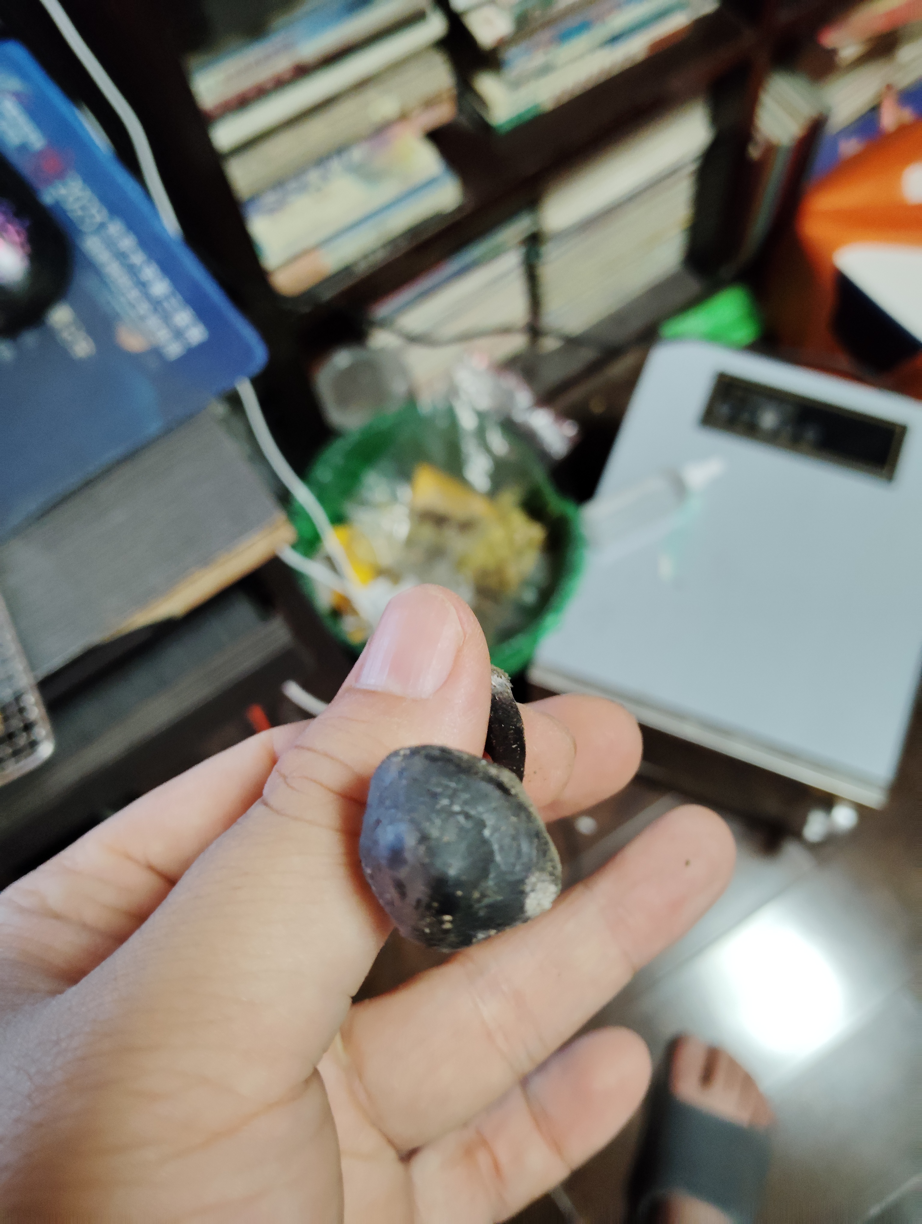 标本照片
